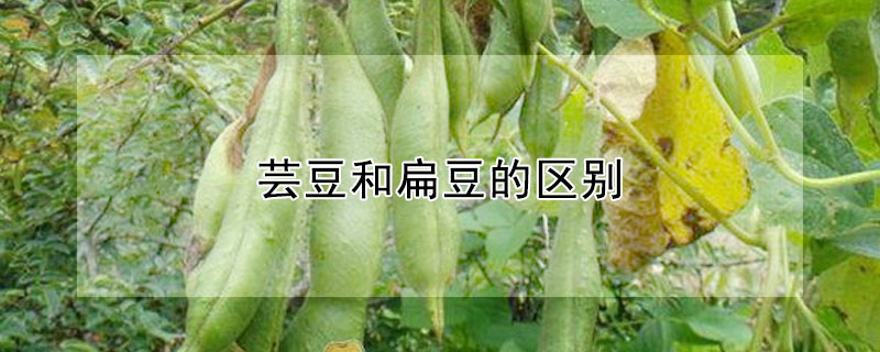 蕓豆和扁豆的區別