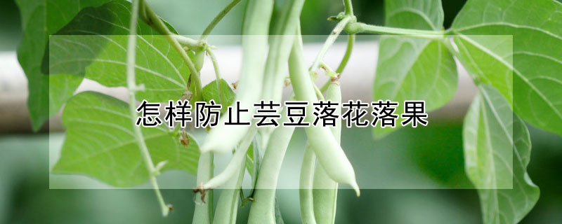 怎樣防止蕓豆落花落果