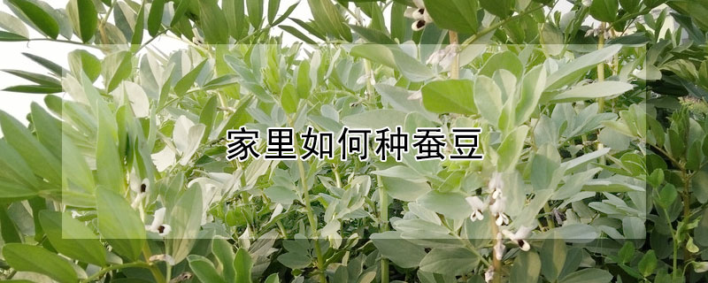 家里如何種蠶豆