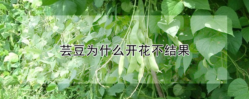 蕓豆為什么開花不結果