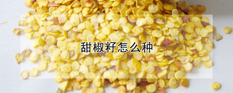 甜椒籽怎么種