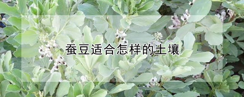 蠶豆適合怎樣的土壤