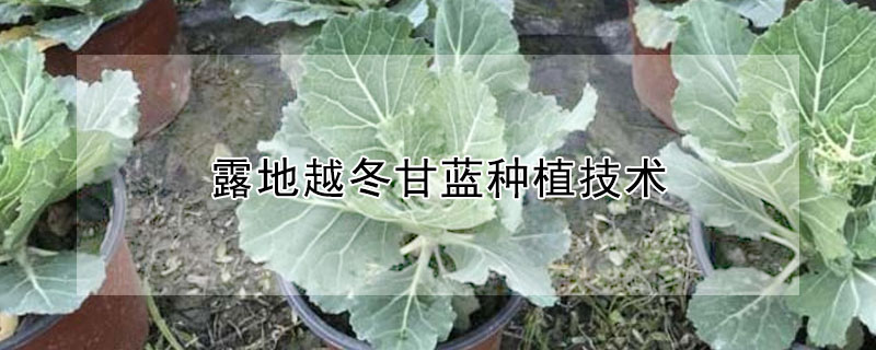 露地越冬甘藍(lán)種植技術(shù)