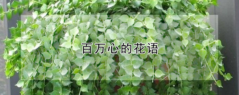 百萬(wàn)心的花語(yǔ)