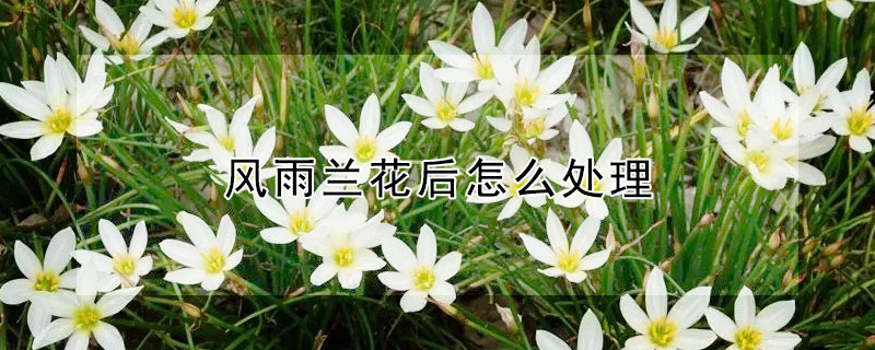 風(fēng)雨蘭花后怎么處理