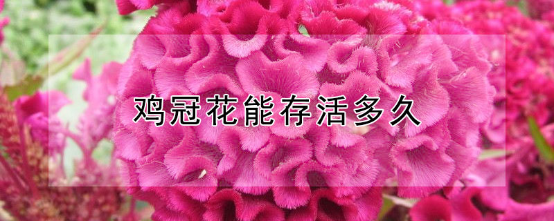 雞冠花能存活多久