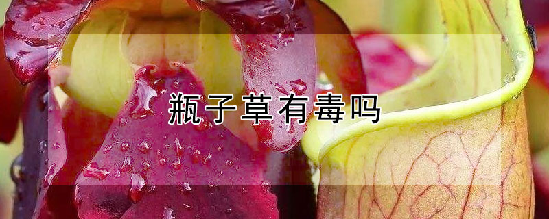 瓶子草有毒嗎