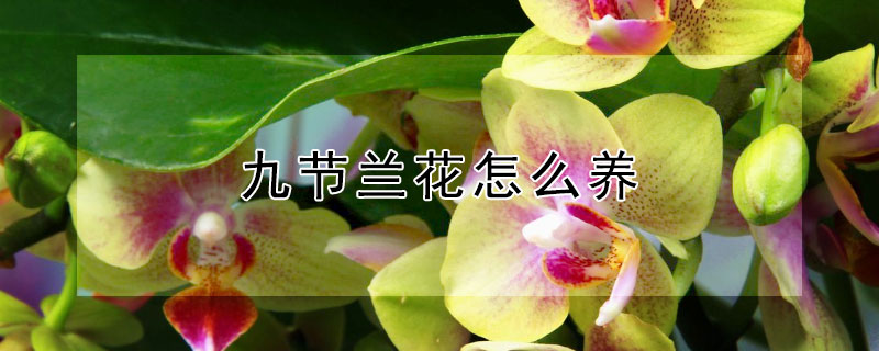 九節蘭花怎么養