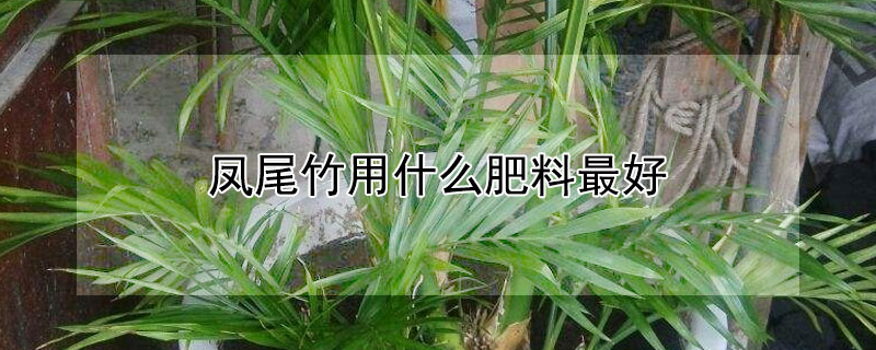 鳳尾竹用什么肥料最好