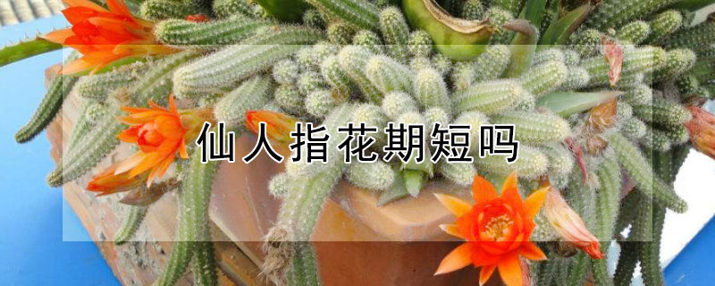 仙人指花期短嗎