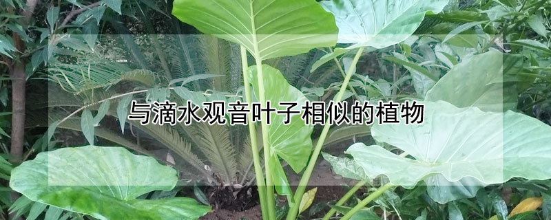 與滴水觀音葉子相似的植物