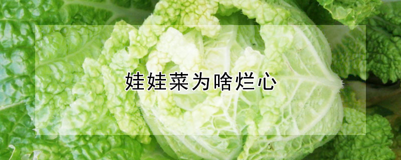 娃娃菜為啥爛心