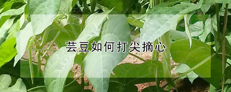 蕓豆如何打尖摘心