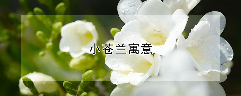 小蒼蘭寓意