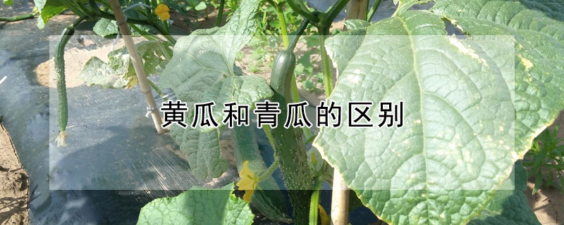 黃瓜和青瓜的區(qū)別