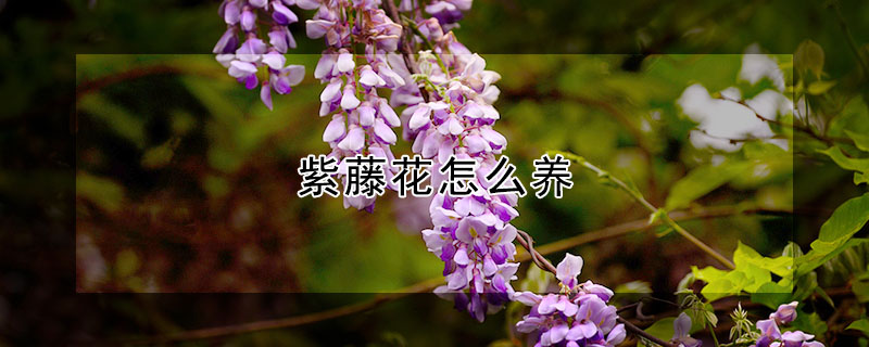 紫藤花怎么養(yǎng)