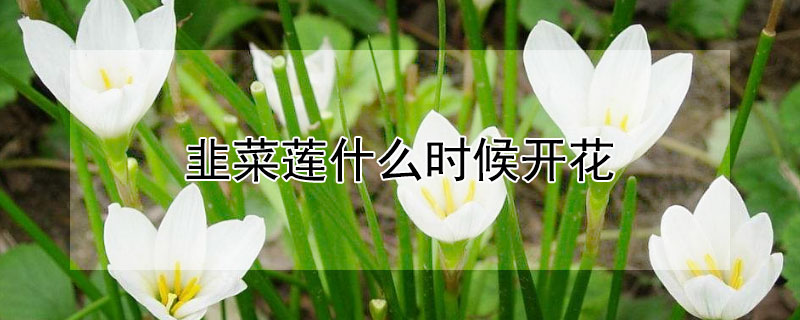 韭菜蓮什么時(shí)候開花