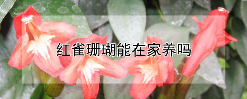 紅雀珊瑚能在家養(yǎng)嗎