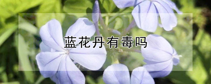 藍花丹有毒嗎