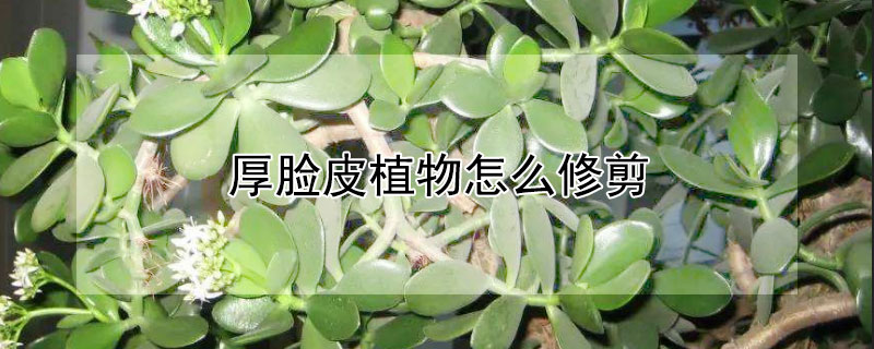 厚臉皮植物怎么修剪