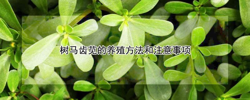 樹馬齒莧的養殖方法和注意事項