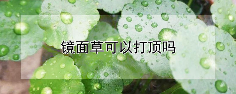 鏡面草可以打頂嗎