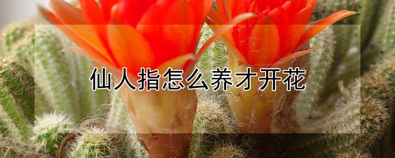 仙人指怎么養(yǎng)才開花