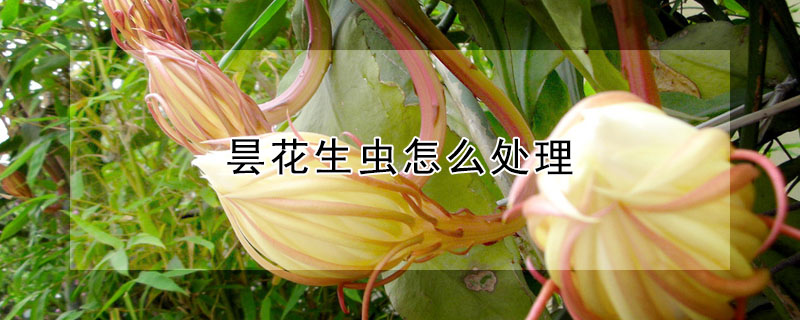 曇花生蟲怎么處理