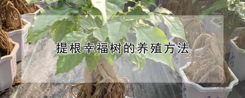 提根幸福樹的養殖方法