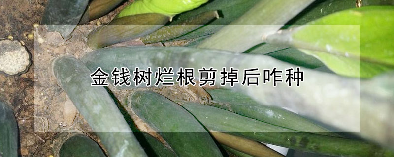 金錢樹爛根剪掉后咋種