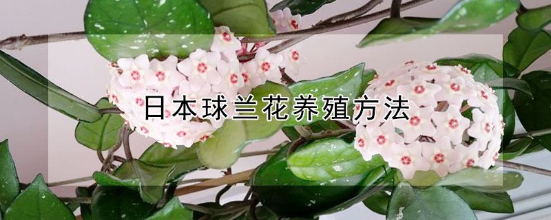 日本球蘭花養殖方法