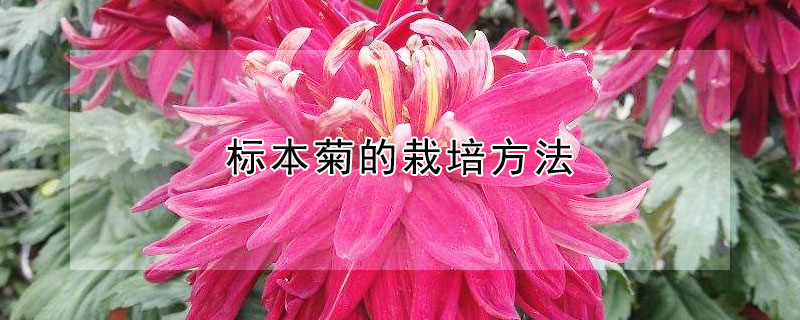 標本菊的栽培方法