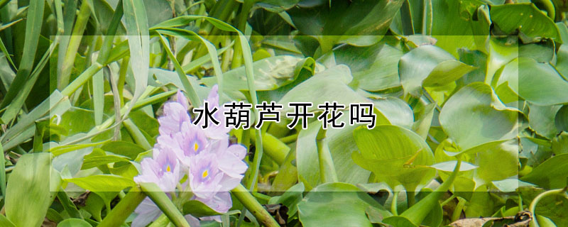 水葫蘆開花嗎