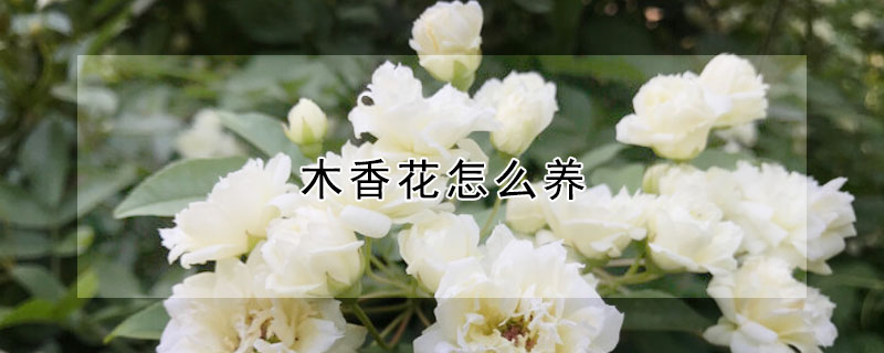 木香花怎么養(yǎng)