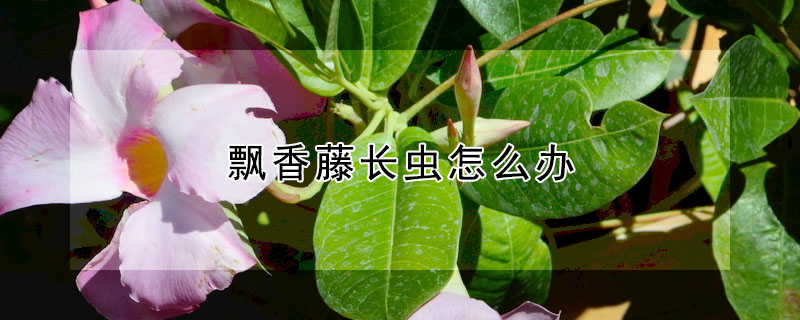 飄香藤長蟲怎么辦