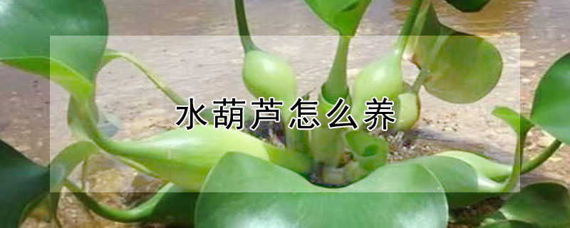 水葫蘆怎么養(yǎng)