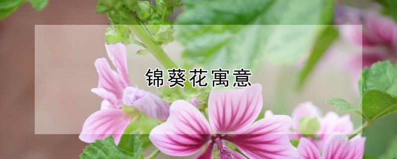 錦葵花寓意