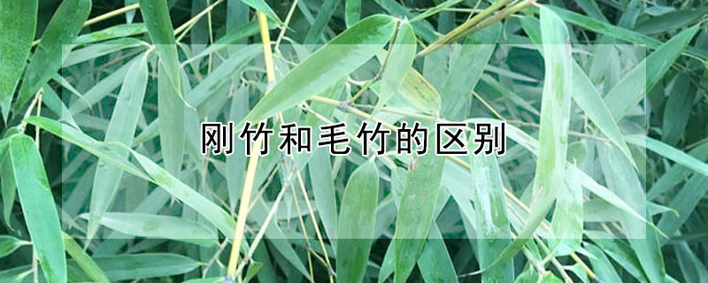 剛竹和毛竹的區(qū)別