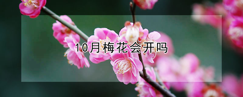 10月梅花會(huì)開(kāi)嗎