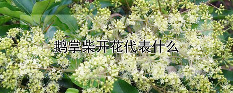 鵝掌柴開花代表什么