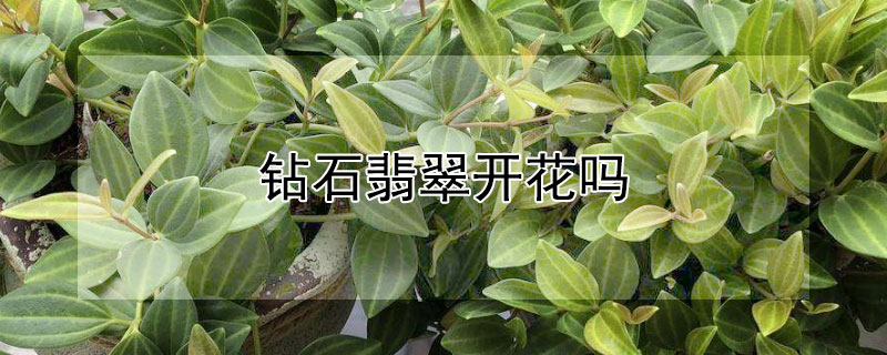 鉆石翡翠開花嗎