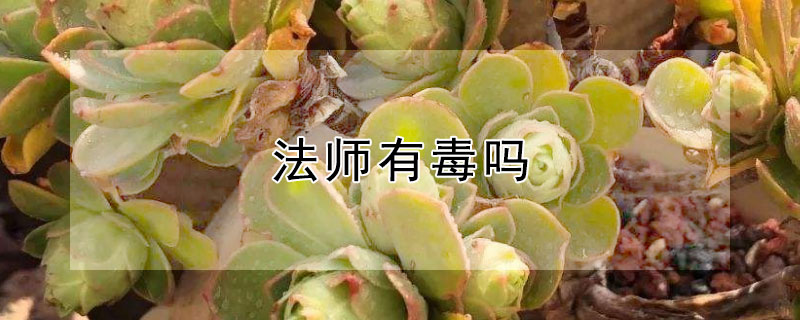 法師有毒嗎