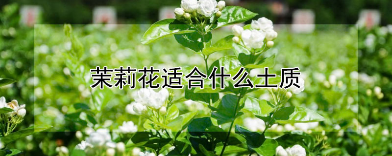 茉莉花適合什么土質