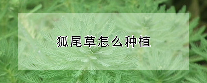 狐尾草怎么種植