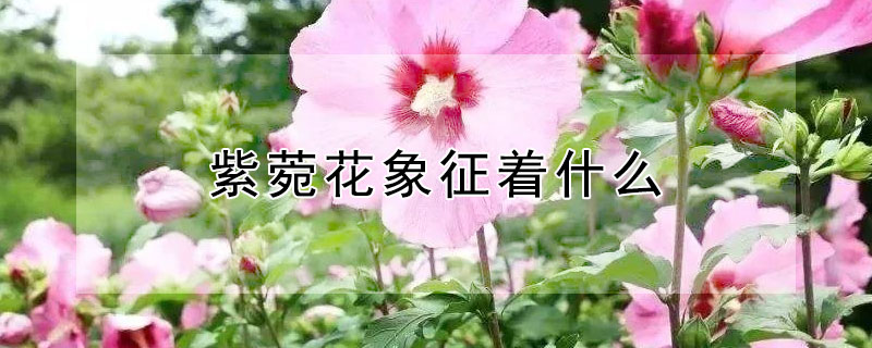 紫菀花象征著什么