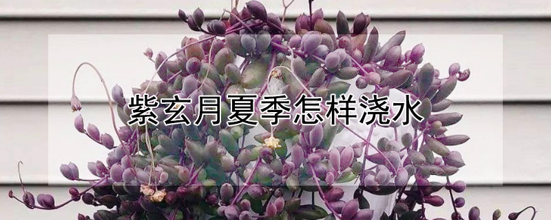 紫玄月夏季怎樣澆水