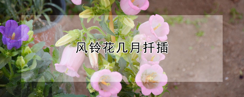 風(fēng)鈴花幾月扦插