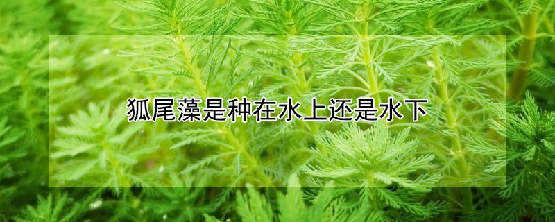 狐尾藻是種在水上還是水下