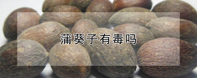 蒲葵子有毒嗎