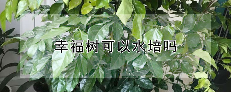 幸福樹可以水培嗎